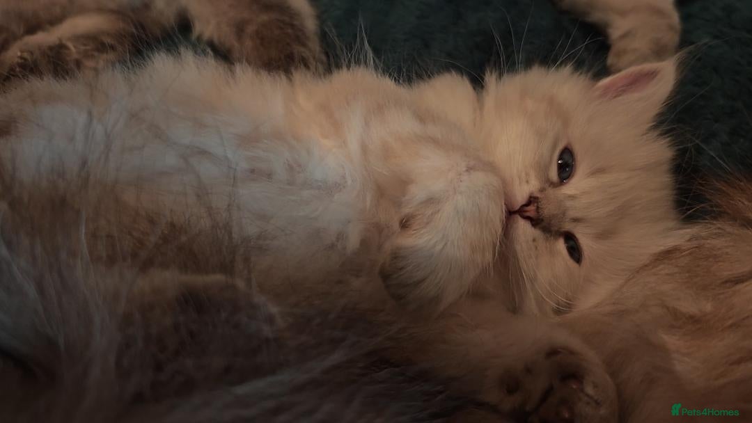 Siberian cats for sale: GCCF +TICA parents - Image 9
