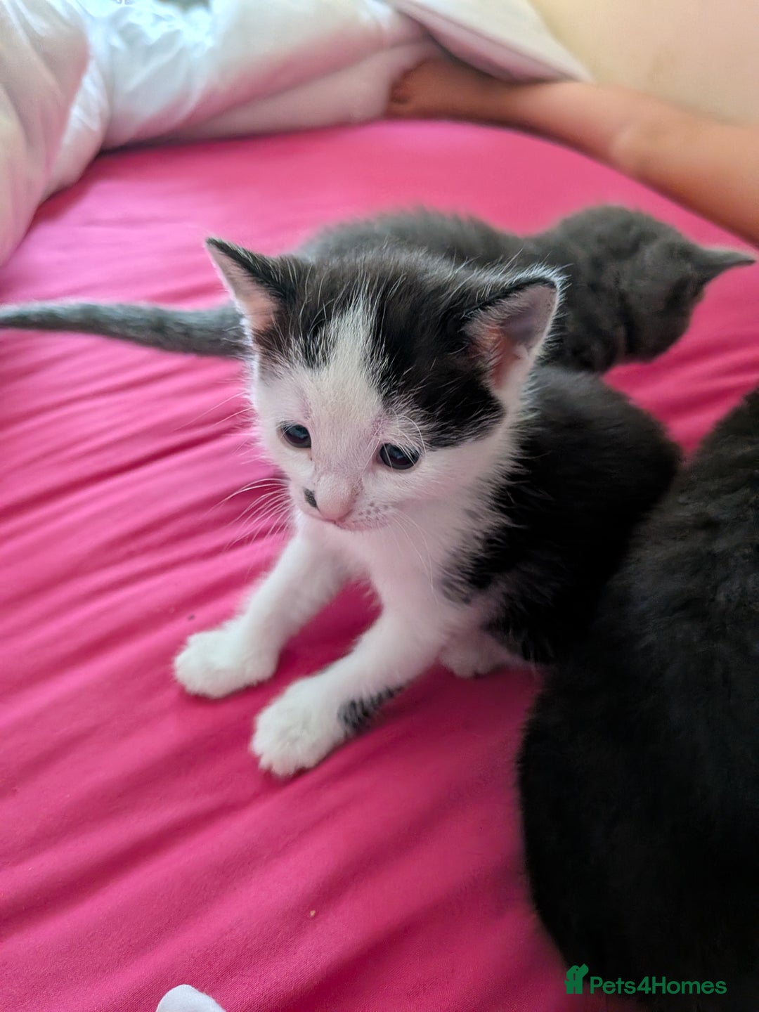 British Shorthair cats for sale: Short haired kittens - Image 1