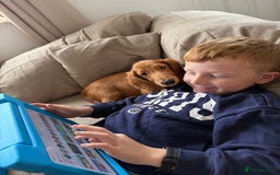 Dachshund dogs for sale: Long haired Dachshund  - Image 3