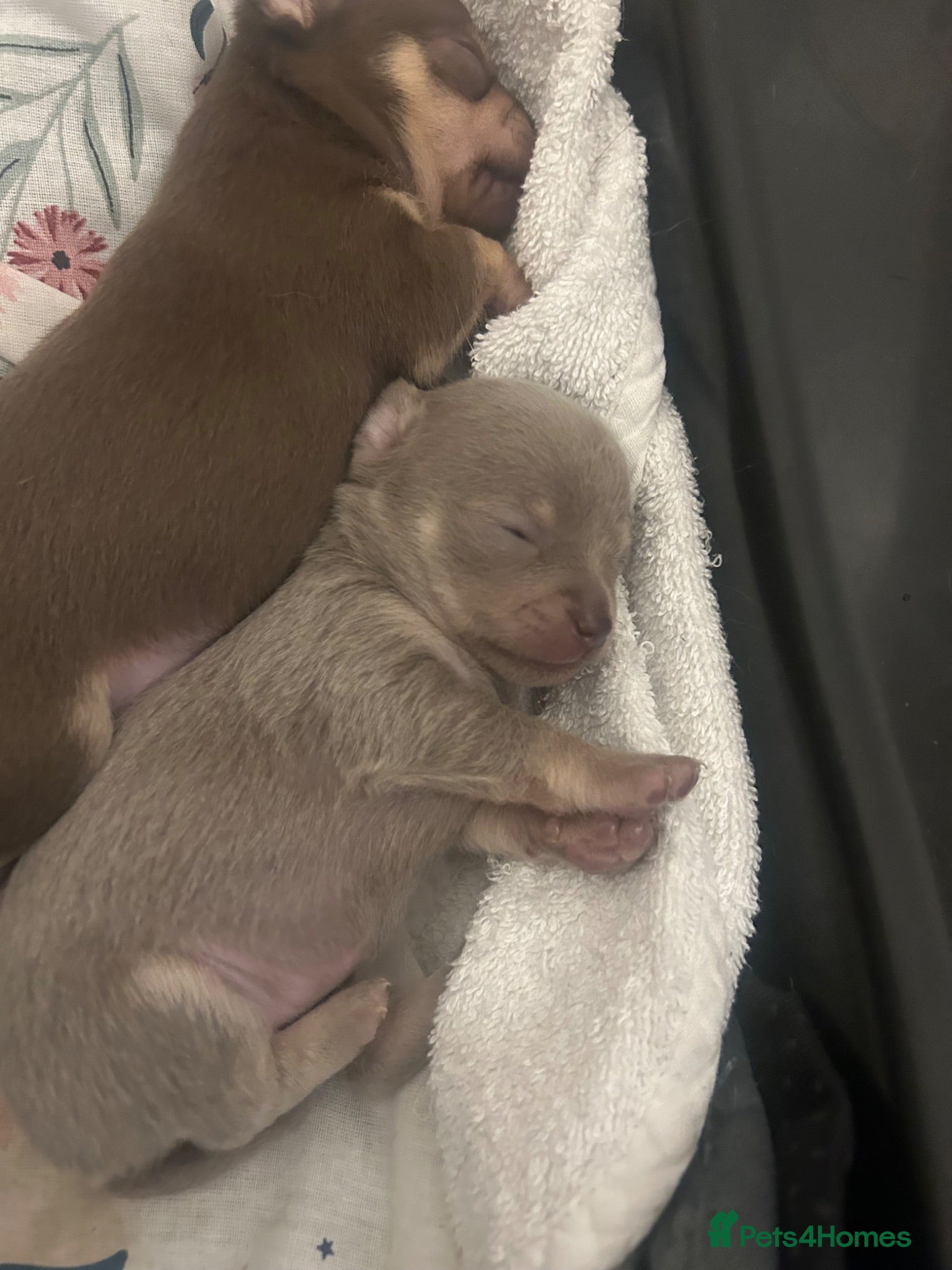 Chihuahua dogs 4 stunning chihuahua puppies 🤎 - Advert 7