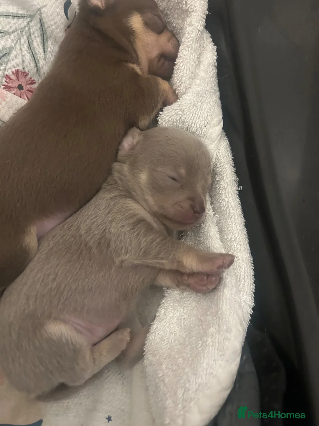 Chihuahua dogs for sale: 4 stunning chihuahua puppies  - Advert 2