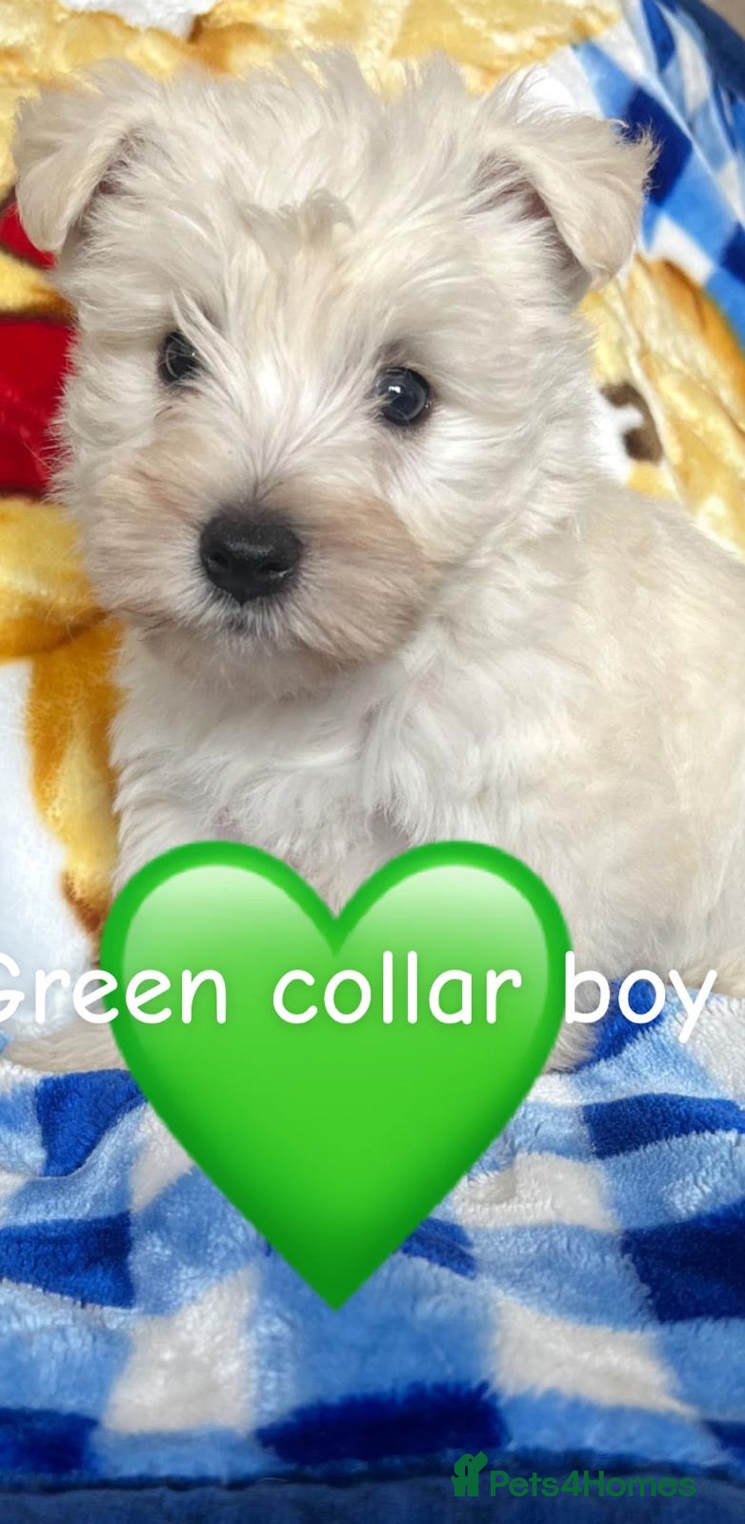 West Highland Terrier dogs for sale: Westie Boy pups available ⭐️⭐️⭐️ - Image 11