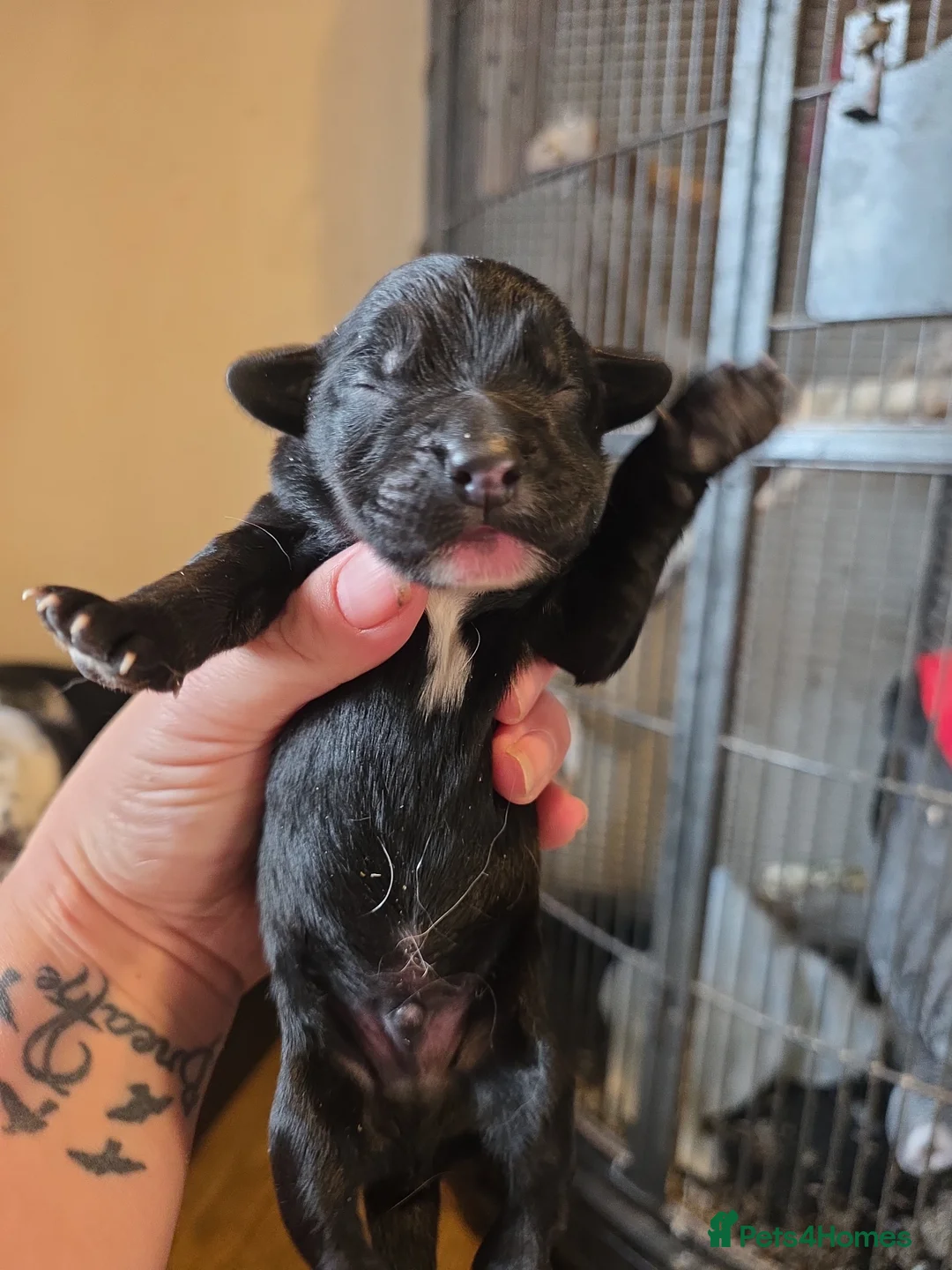 Mixed Breed dogs for sale: Spinger spaniel×german sheppard pups - Advert 4