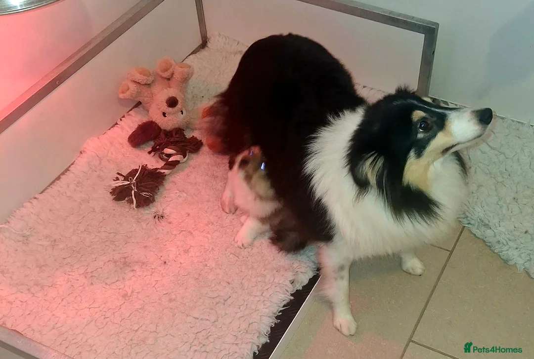 Shetland Sheepdog dogs for sale: Male Shetland Sheepdog Puppy - Advert 4
