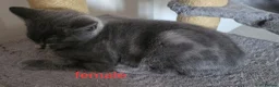 Mixed Breed cats for sale: Loving kittens ready for new homes  - Advert 6