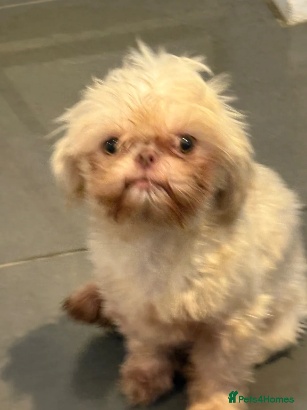 Shih Tzu dogs for sale: Mature shihtzu seeks companion home - Advert 2
