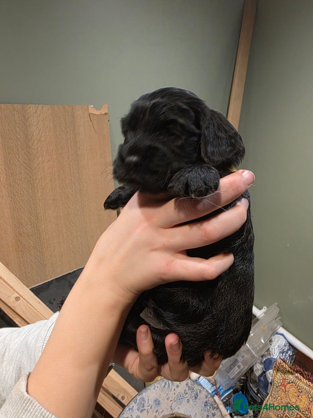 Cockalier dogs for sale: Gorgeous chunky Cockalier pupuchinos - Image 9