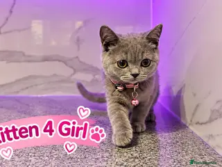British Shorthair cats 🐾 Beautiful British Blue Kittens Available! 🐾💙 - Advert 18