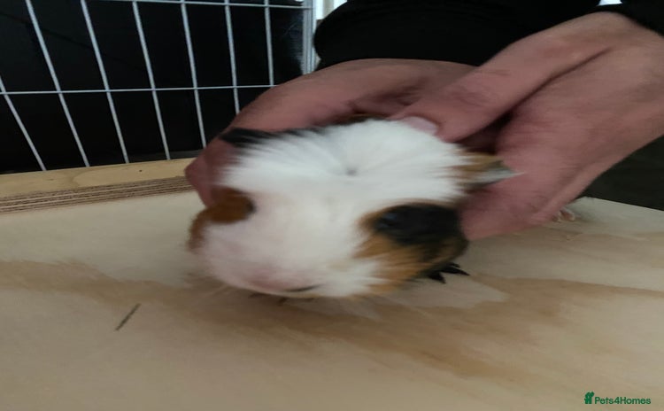 Guinea Pig rodents - Advert 2