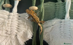 Gecko reptiles for sale: Crested Gecko babies - Image 2