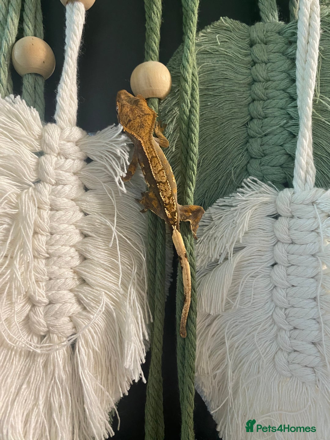 Gecko reptiles for sale: Crested Gecko babies - Image 2