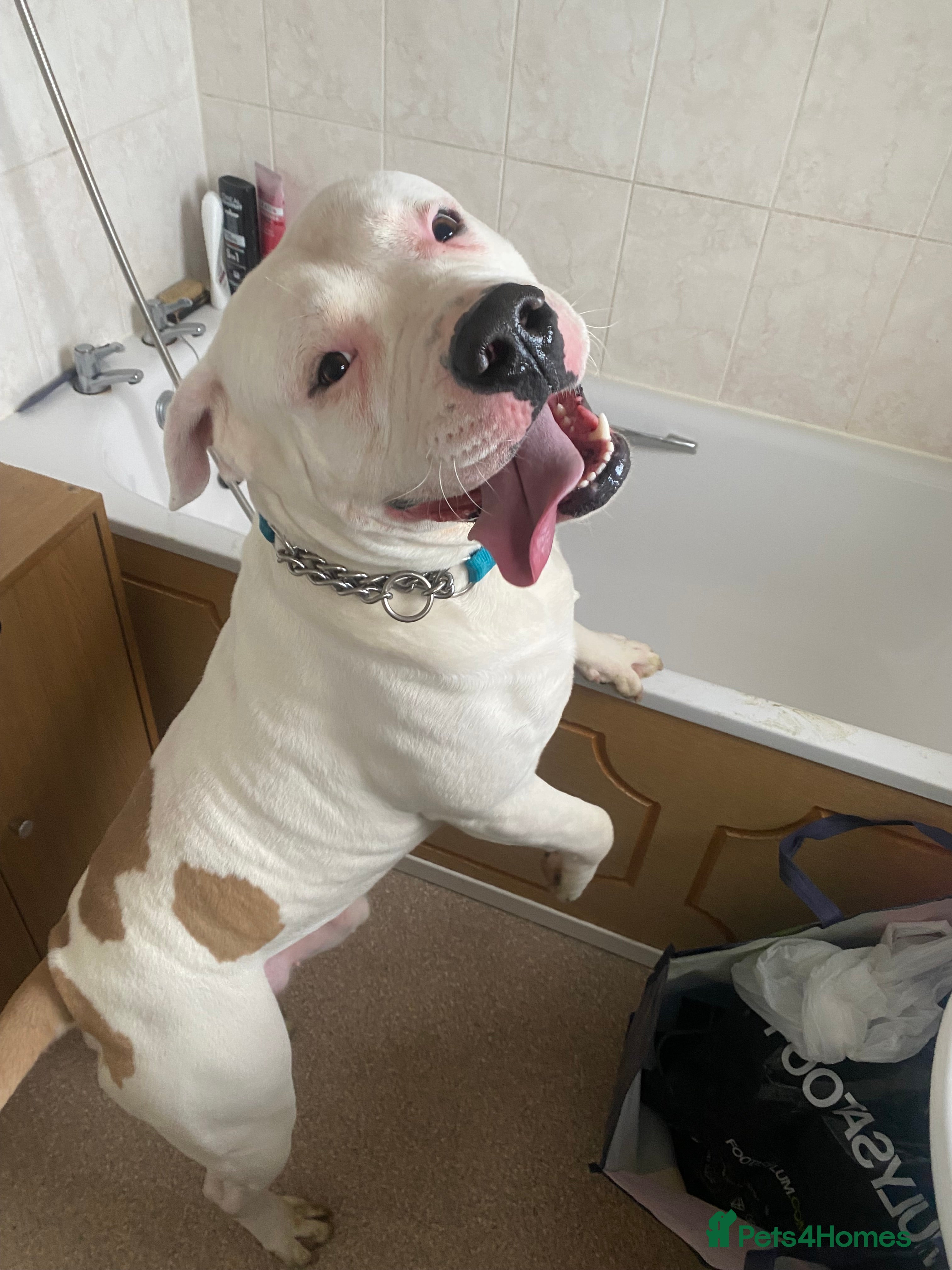 American Bulldog dogs Bruce the American bulldog - Advert 1