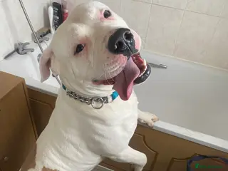 American Bulldog dogs Bruce the American bulldog - Advert 1