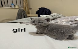 British Shorthair cats for sale: Purebred British shorthairs  - Image 14