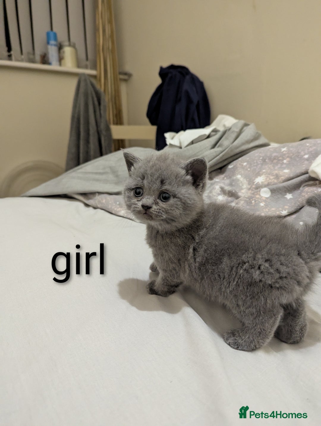 British Shorthair cats for sale: Purebred British shorthairs  - Image 14