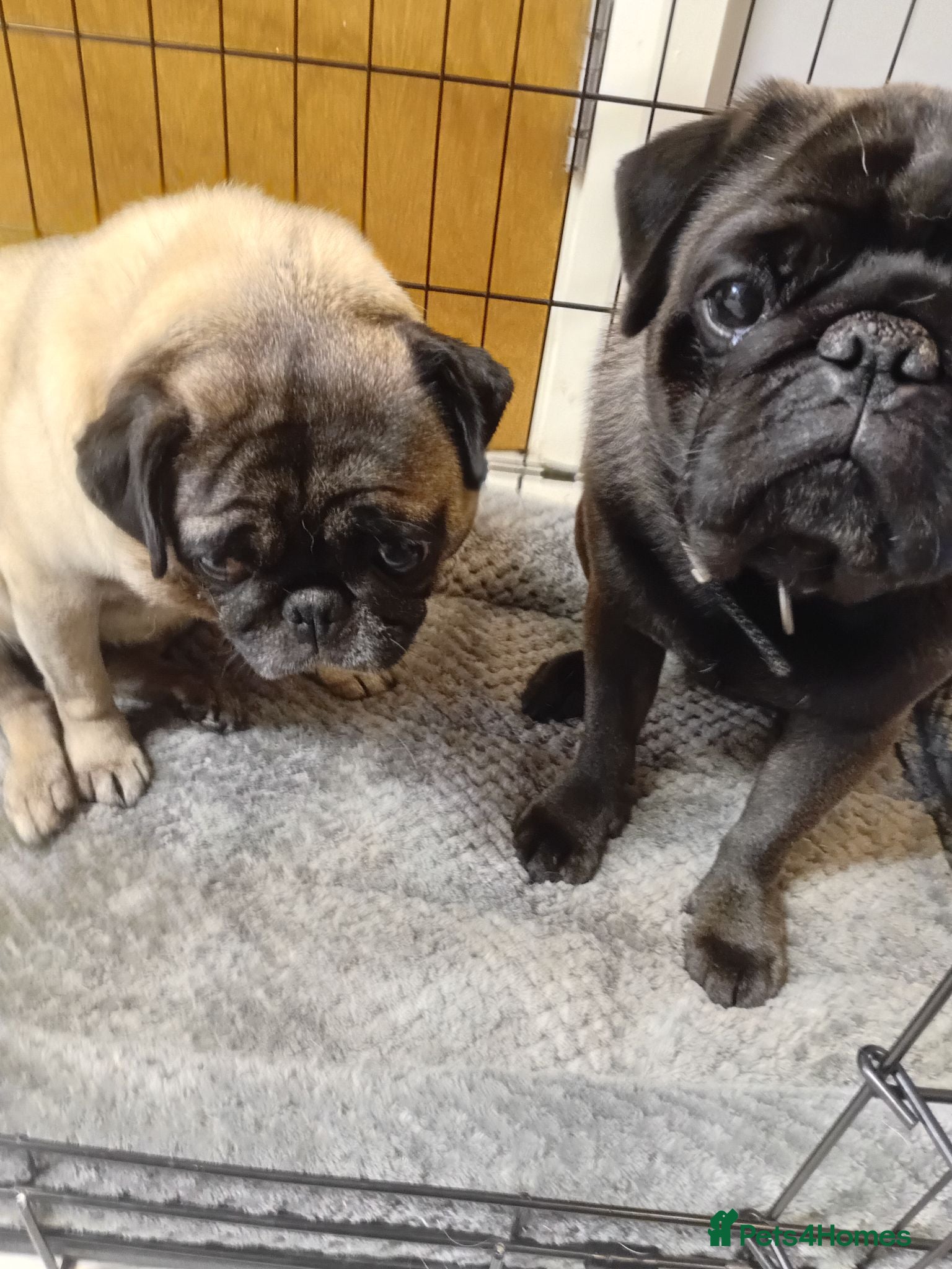 Pug dogs Full bread pugs - Advert 4