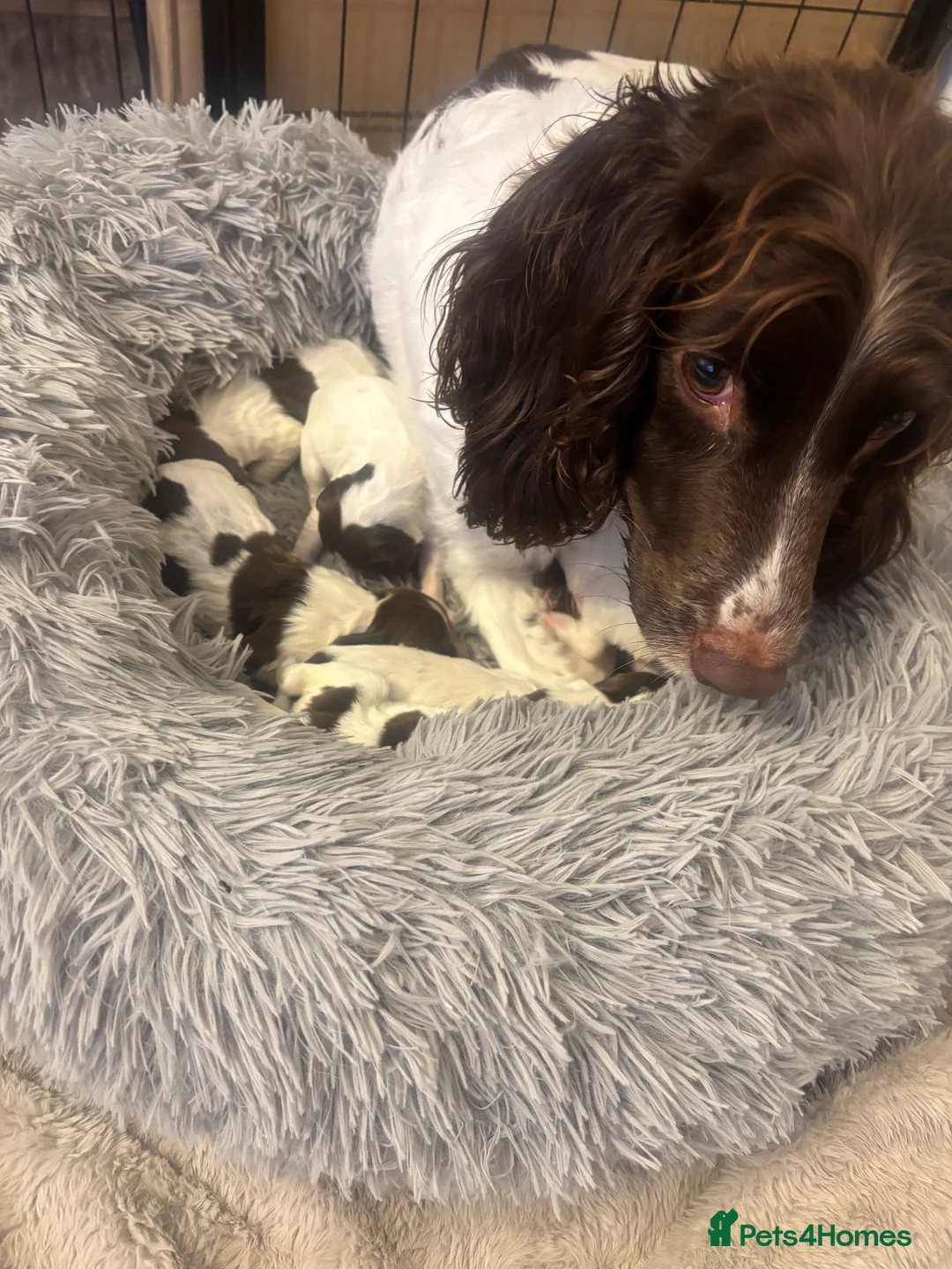 English Springer Spaniel dogs for sale: English springer spaniel puppies - Advert 17
