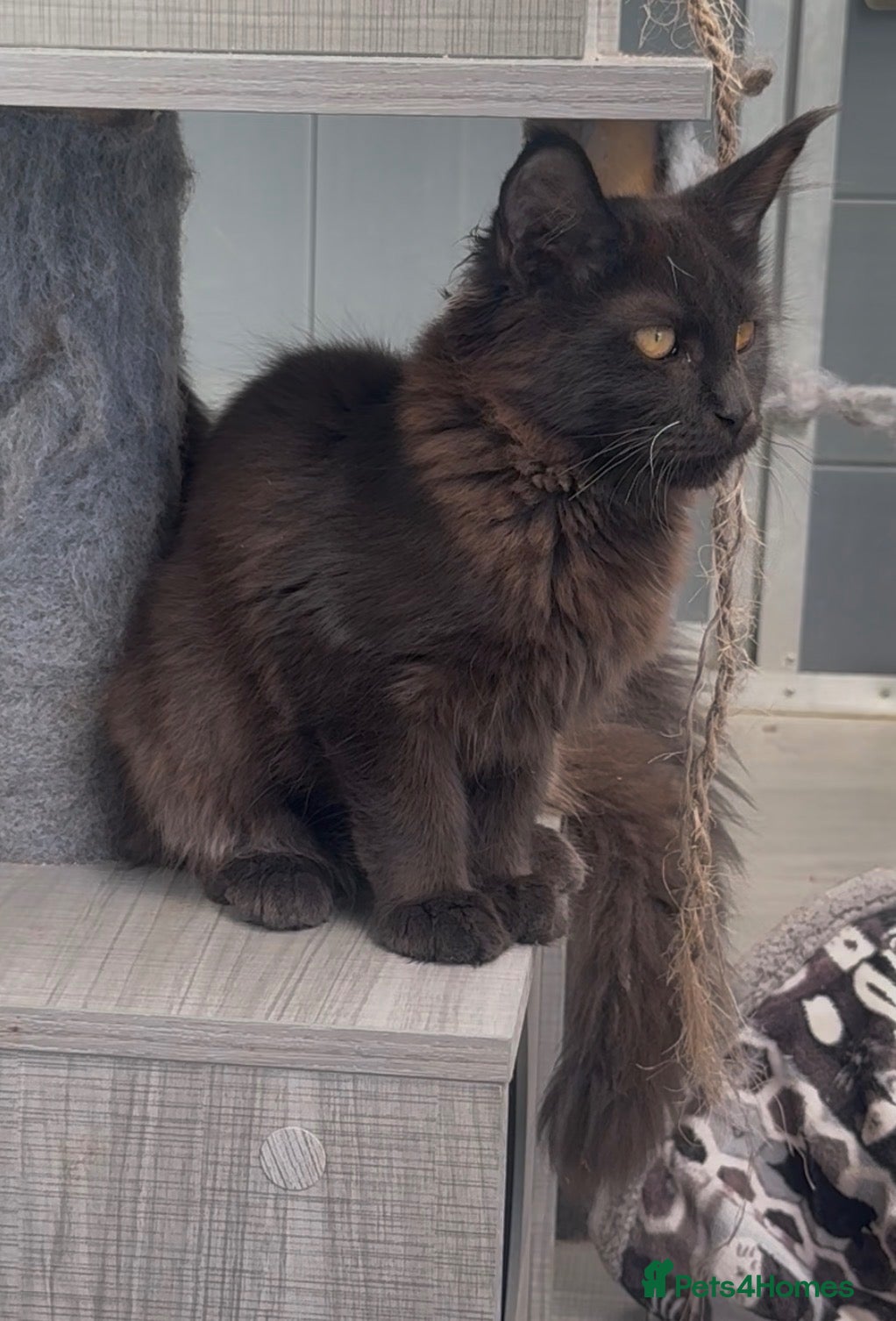 Maine Coon cats XL maine coon tabby,black girls looking new home - Advert 7