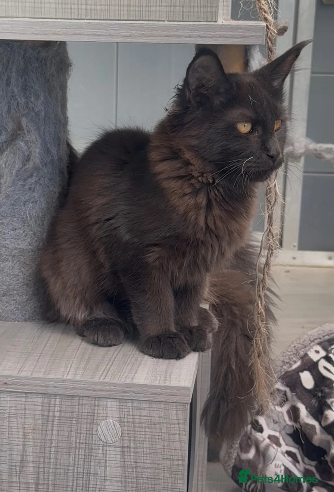 Maine Coon cats for sale: XL maine coon tabby,black girls looking new home - Advert 2