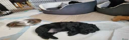 Cockapoo dogs for sale: Gorgeous cockapoo boys  - Advert 7