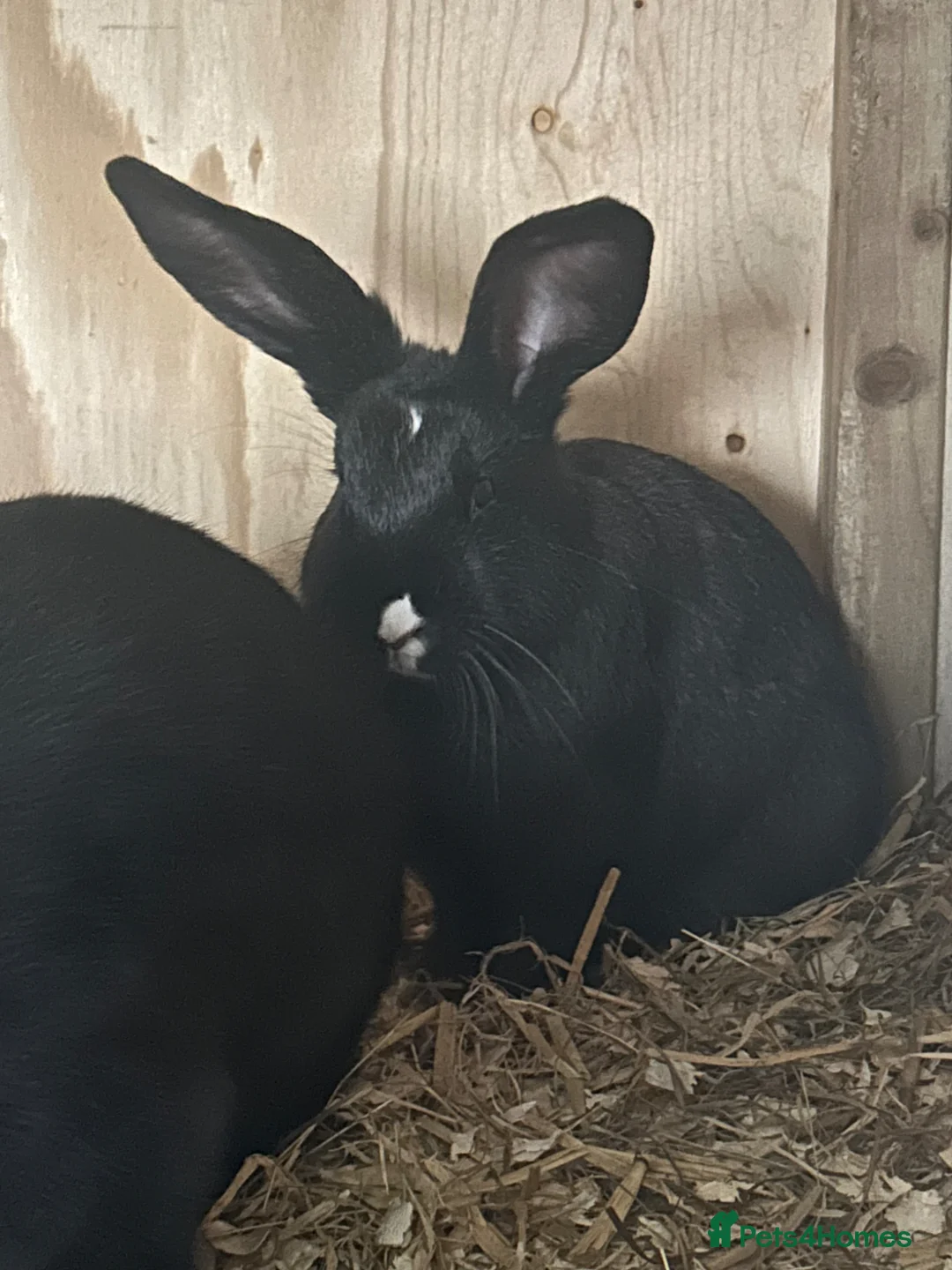 Continental Giant rabbits for sale: Black vm continental giant female  - Advert 2