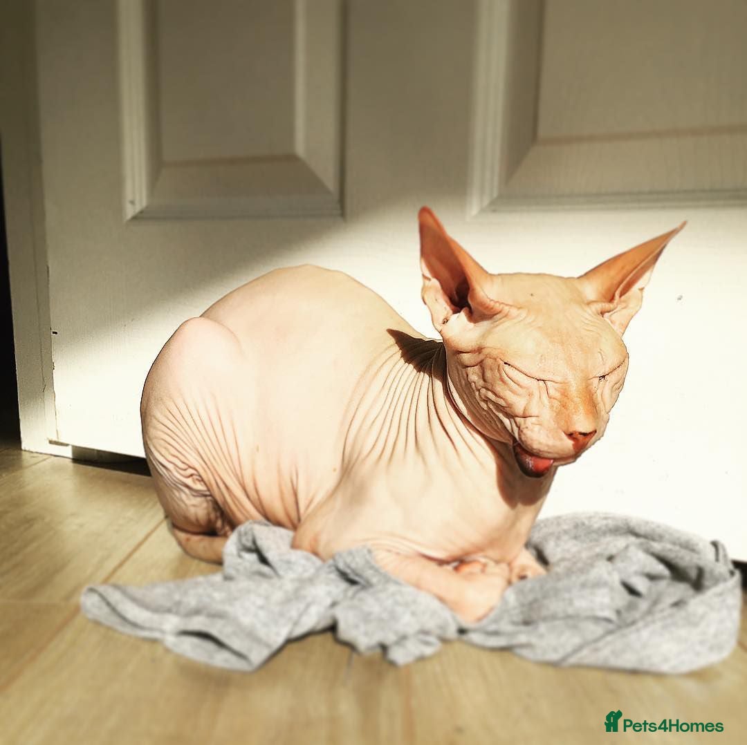 Sphynx cats Odd eyed gene Blue eyes  shpynx cream pink  - Advert 1