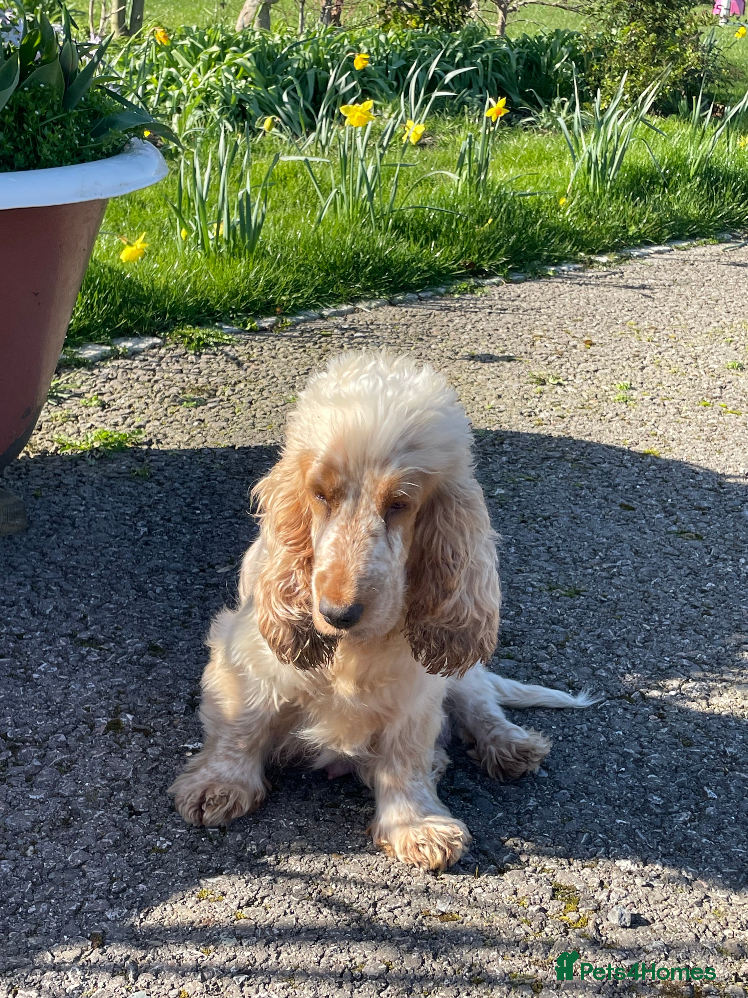 Cocker Spaniel dogs Cocker spaniels, KC, health checked puppies - Advert 15