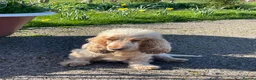 Cocker Spaniel dogs for sale: Cocker spaniels, KC, health checked puppies - Advert 1