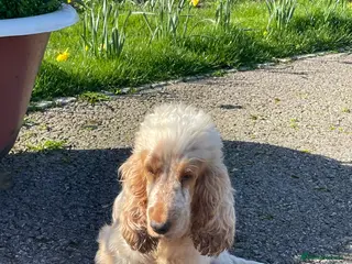 Cocker Spaniel dogs Cocker spaniels, KC, health checked puppies - Advert 15