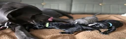 Cane Corso dogs for sale: 4 Stunning Cane Corso Big Boys!!! - Advert 11