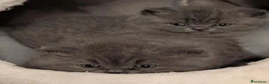 British Shorthair 4