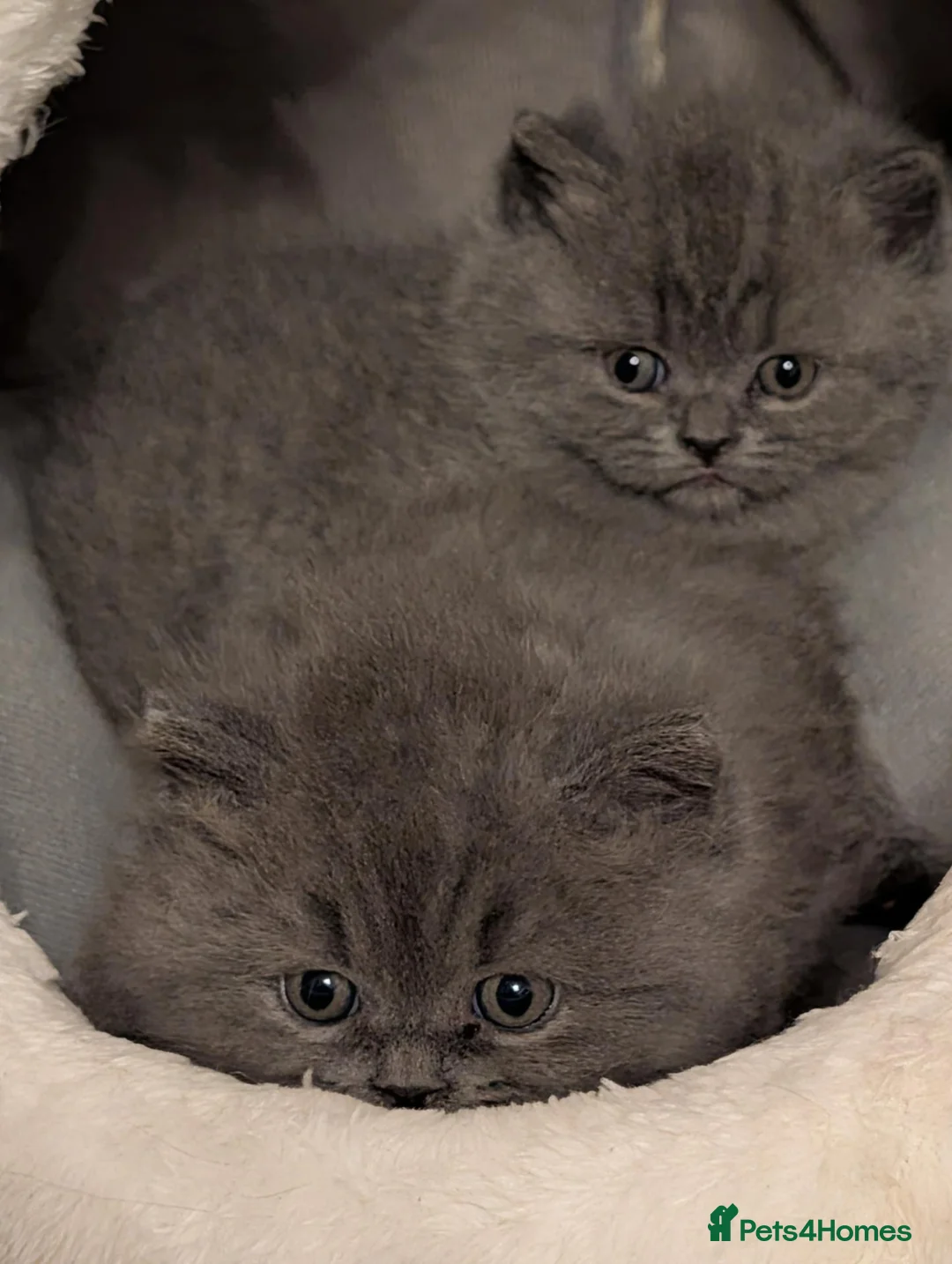 British Shorthair cats for sale: Purebred British Shorthair Kittens Available! - Advert 2
