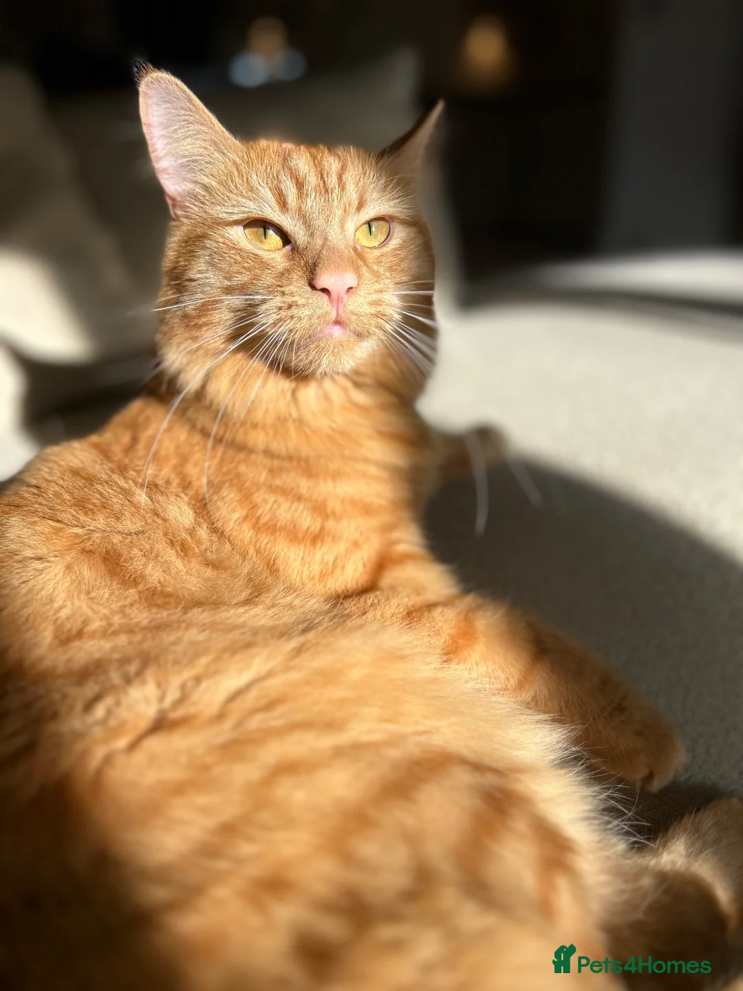 Mixed Breed cats for sale: Ginger Boy  - Advert 2