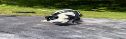 Sprocker dogs for sale: 4 month old sprocker for sale  - Advert 6