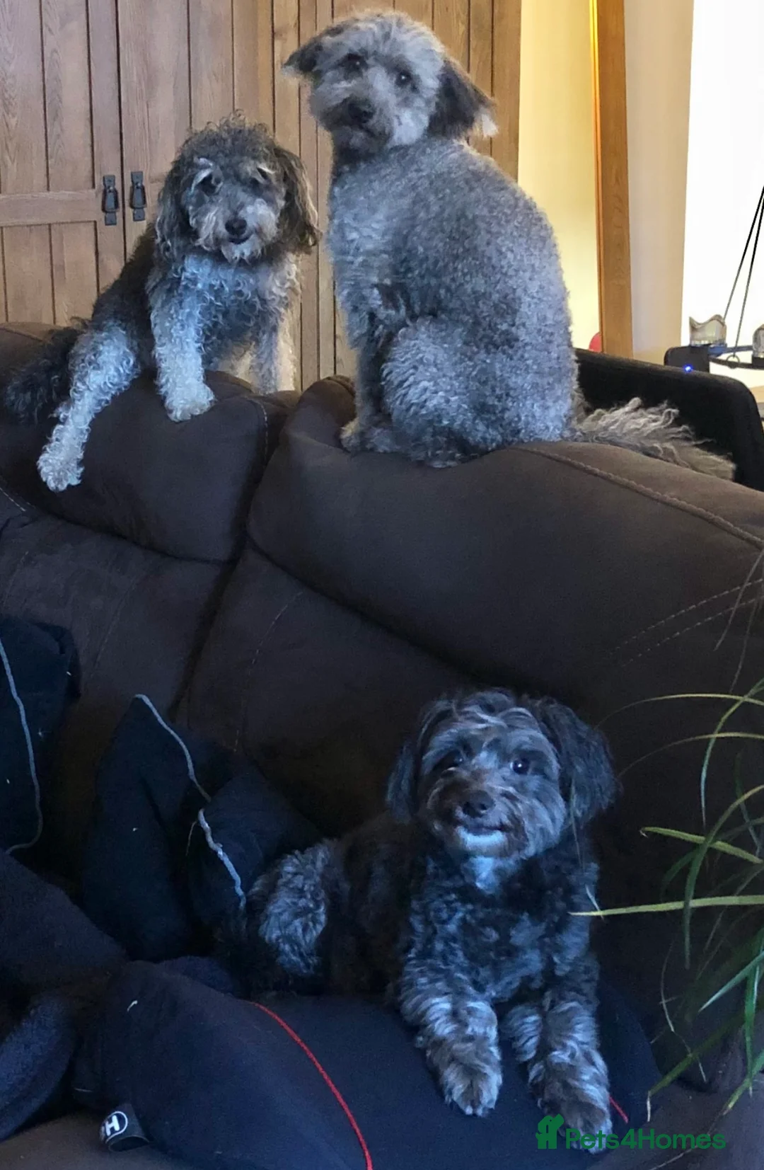 Jackapoo dogs for sale: F1b Miniature Poodle × Jackapoo (¾ Poodle) Puppies - Advert 12