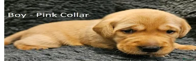 Boy - Pink Collar