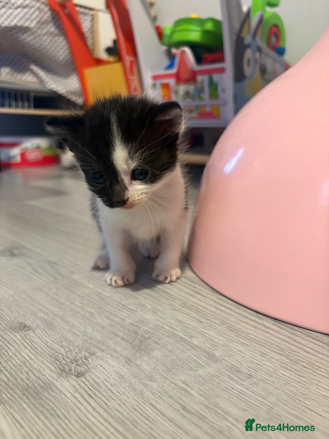Mixed Breed cats for sale: Gorgeous kittens for sale  - Image 14