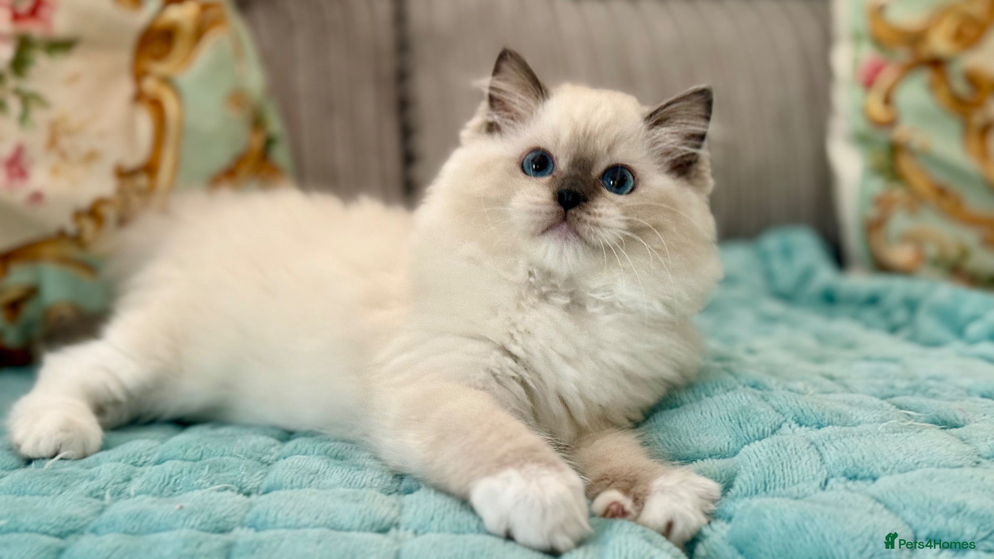 Ragdoll cats 2 Active girls  - Advert 1