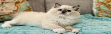 Ragdoll 1