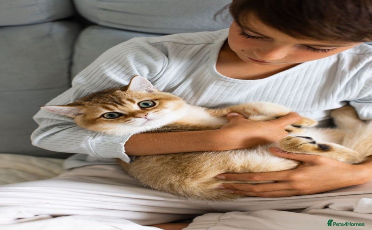 British Shorthair cats - Advert 6