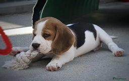 Beagle dogs for sale: Stunning KC Reg Beagle Pups - Ready Now - Image 29