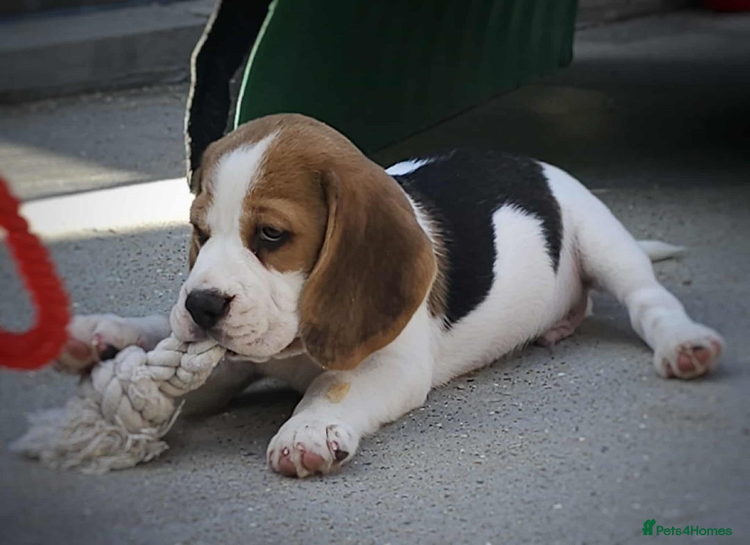 Beagle dogs for sale: Stunning KC Reg Beagle Pups - Ready Now - Image 29