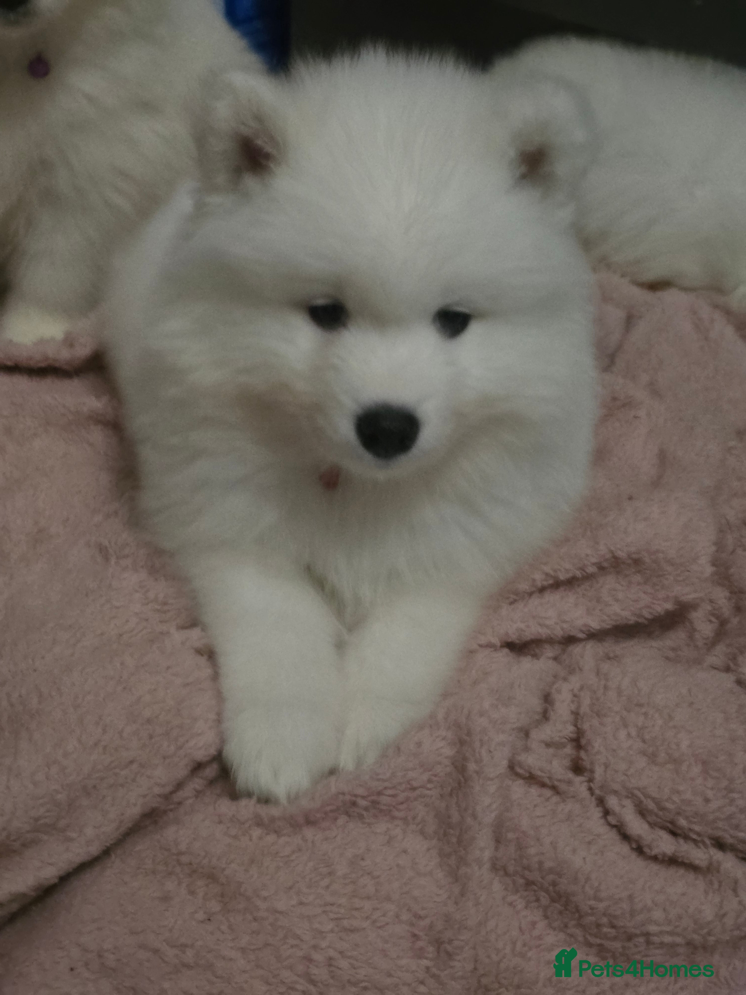 Samoyed dogs Registered samoyed puppies  - Advert 5