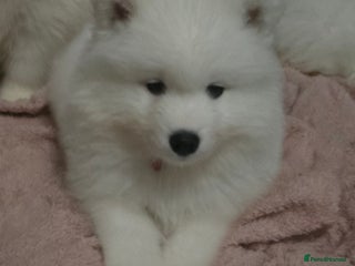 Samoyed dogs Registered samoyed puppies - Advert 5