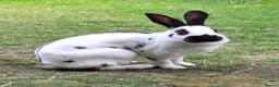 English Spot rabbits for sale: English Spot Bonded Pair - Advert 2