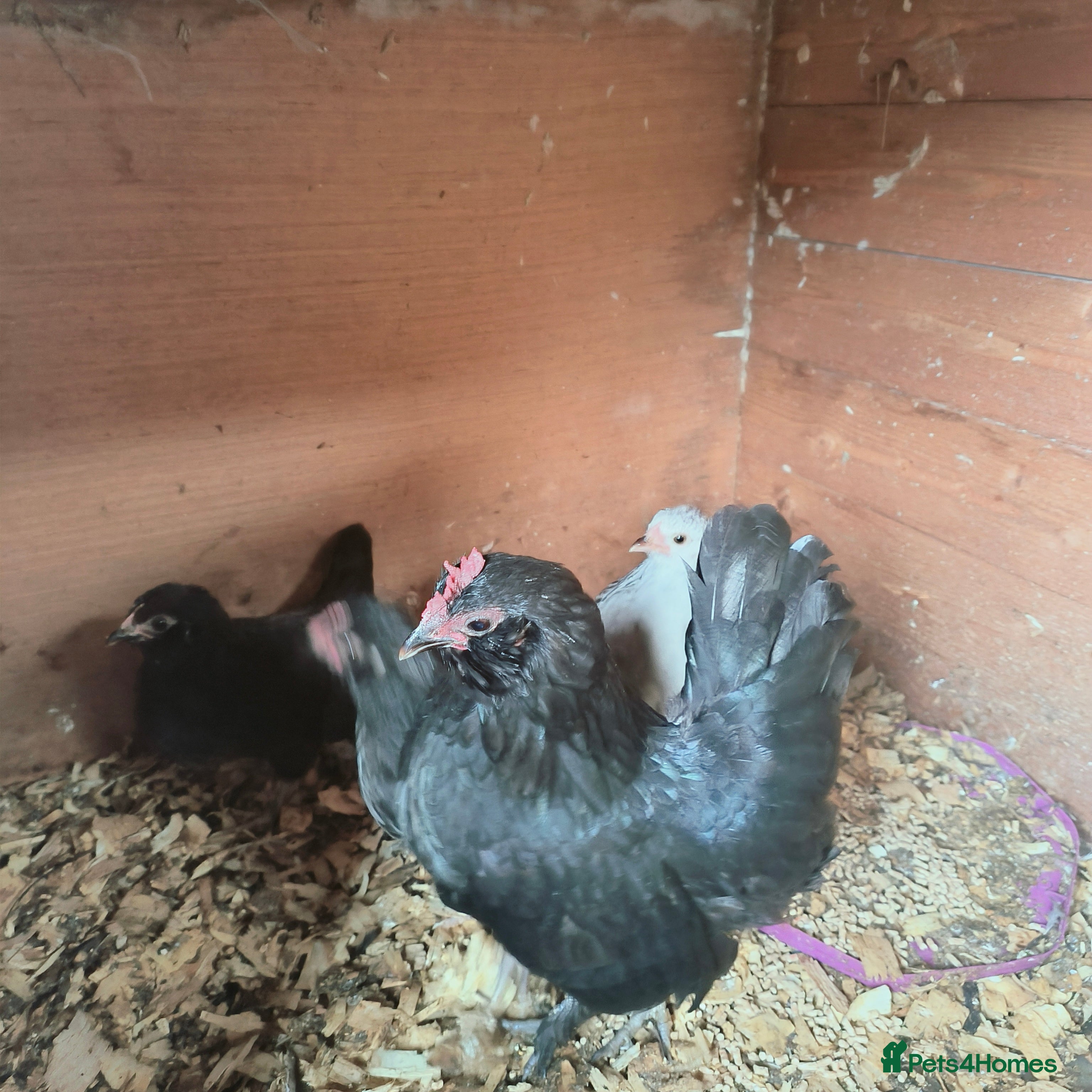 Chickens poultry Two trios of bantams  - Advert 8