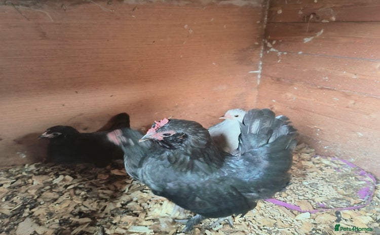 Chickens poultry - Advert 1