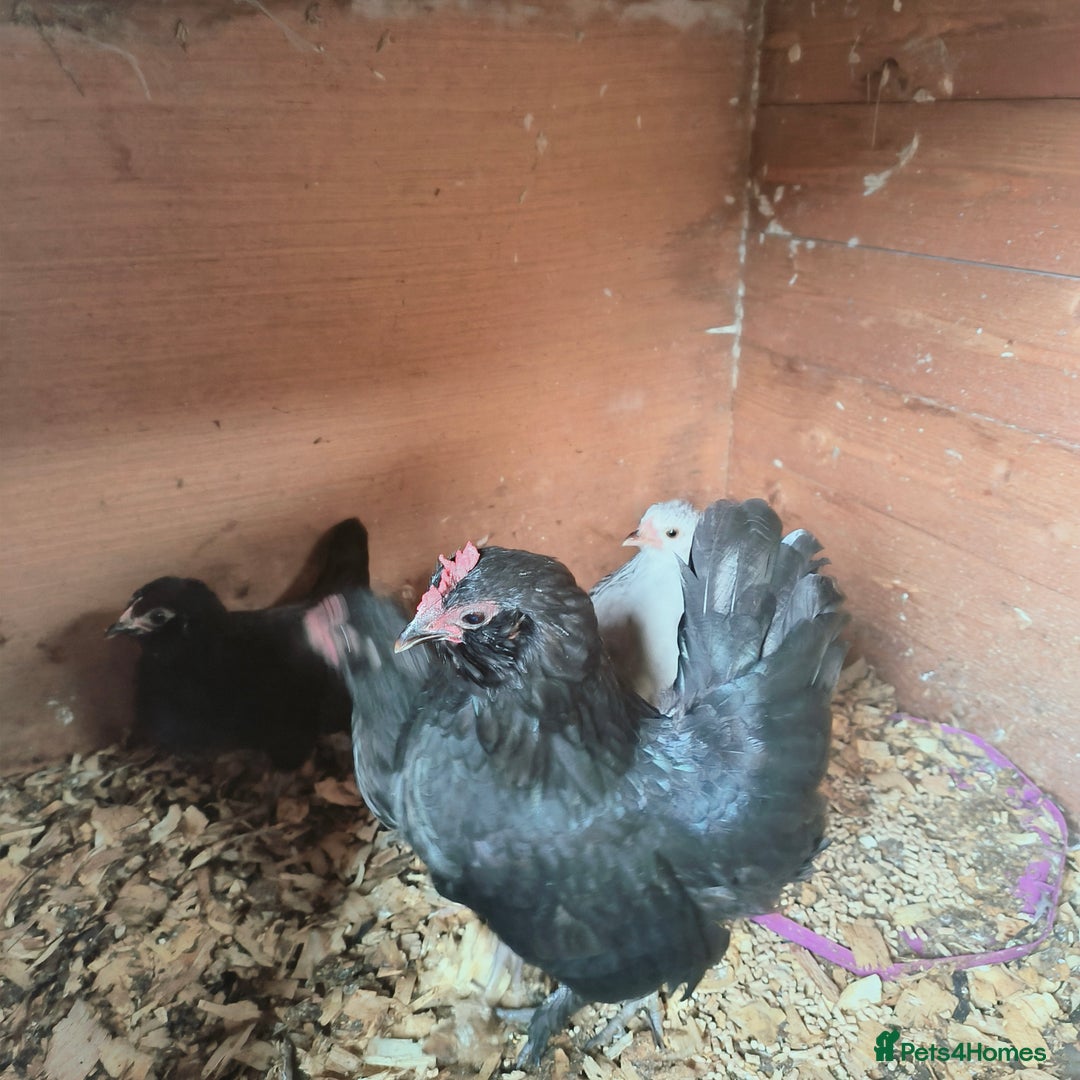 Chickens poultry for sale: Two trios of bantams  - Image 1