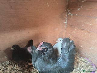 Chickens poultry - Advert 8