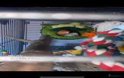 Lovebirds birds for sale: Matched lovebird  - Advert 1